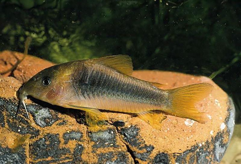 Osteogaster melanotaenia Guldgrön pansarmal