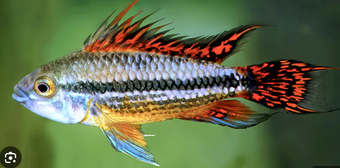 Huvudbild Apistogramma cacatuoides 
