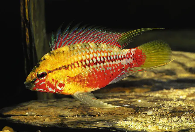 Huvudbild Apistogramma Hongsloi