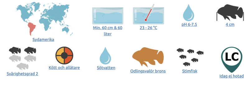 Hyphessobrycon pulchripinnis Citrontetra