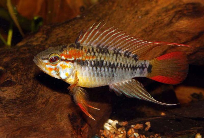 Apistogramma macmasteri Macmasters dvärgciklid, rödstjärtad dvärgciklid