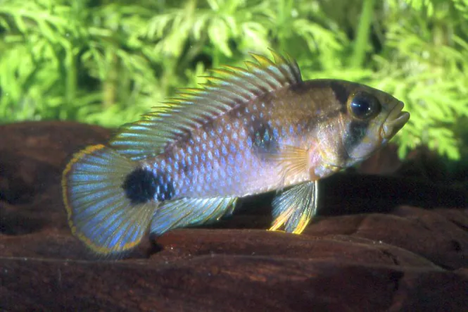 Huvudbild Apistogramma 