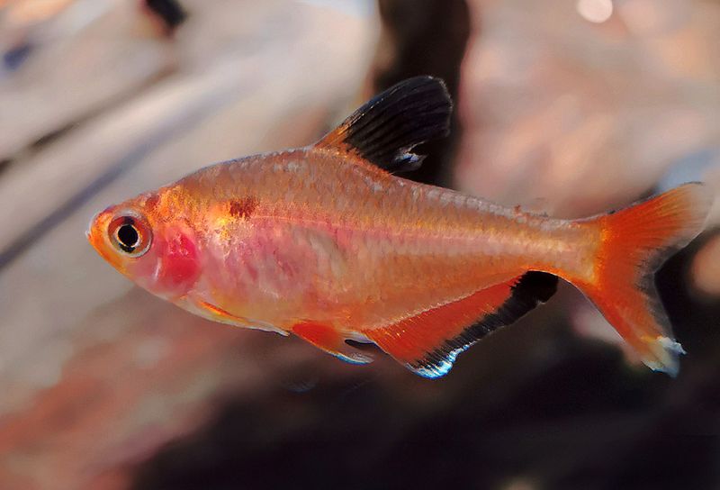 Hyphessobrycon eques Serpaetetra