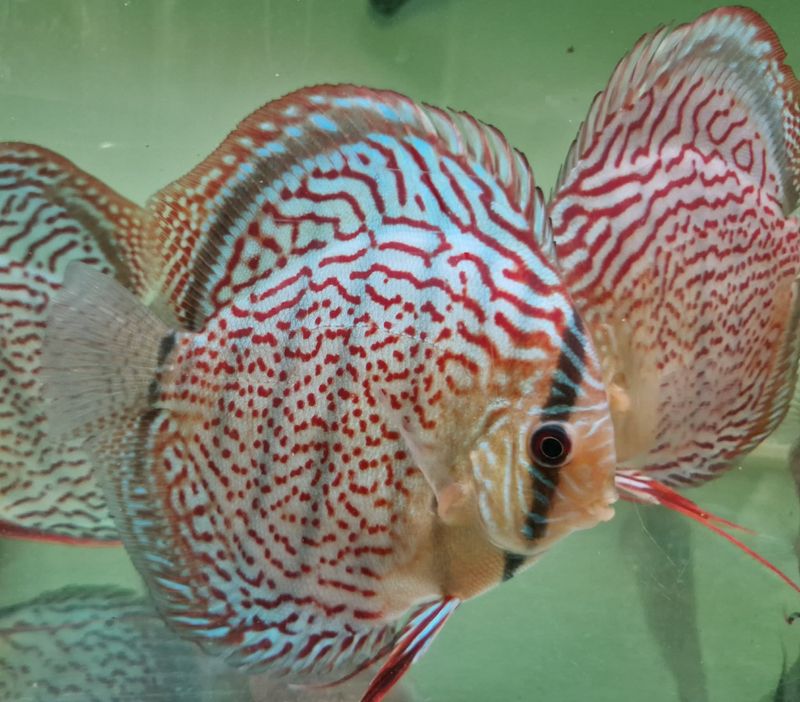 Wild Tefe Red Spotted Green x RSG Leopard F5 12-14 cm. 