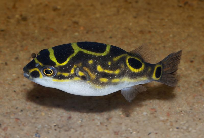 Tetraodon biocellatus Fig. 8 kulfisk