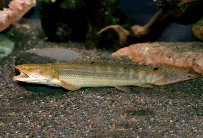 Huvudbild Polypterus bichir lapradei Bichir, lapradei ...