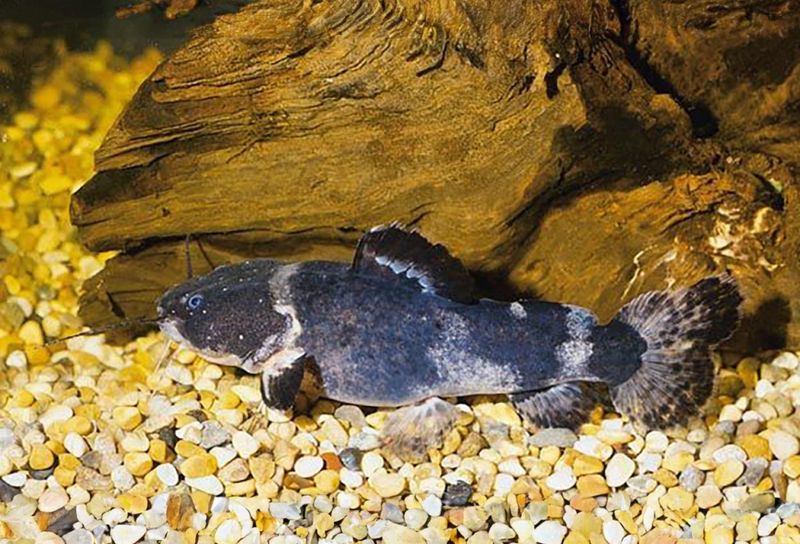 Batrochoglanis raninus Grodmarmorerad mal