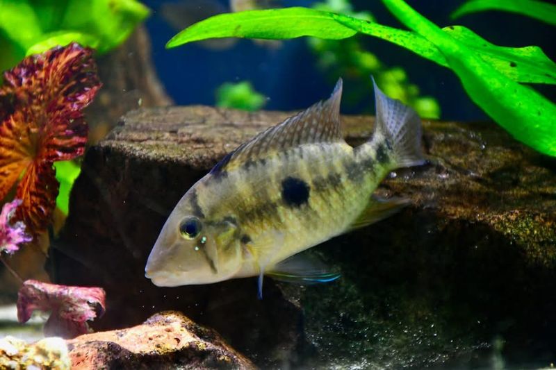 Geophagus diamantinensis Mattos