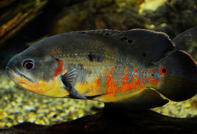Huvudbild Astronotus ocellatus Påfågelciklid, oscar