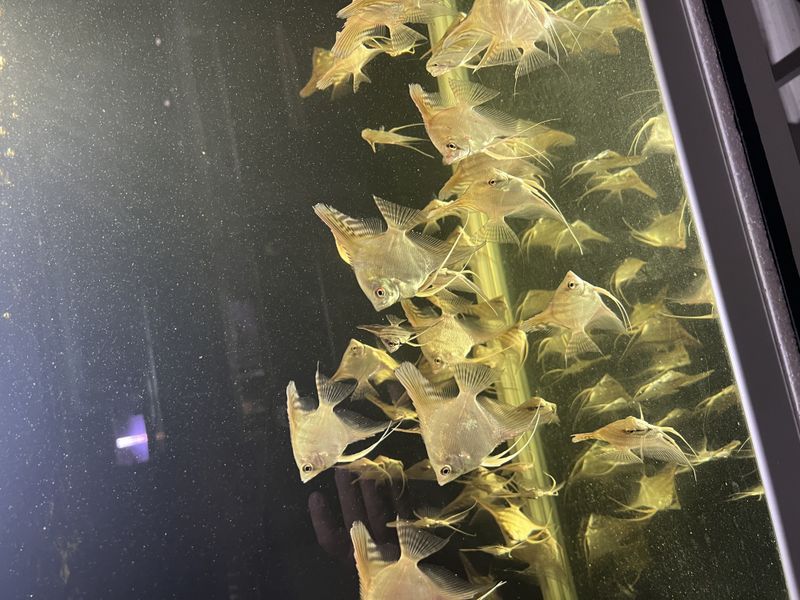 Pterophyllum scalare super pris 