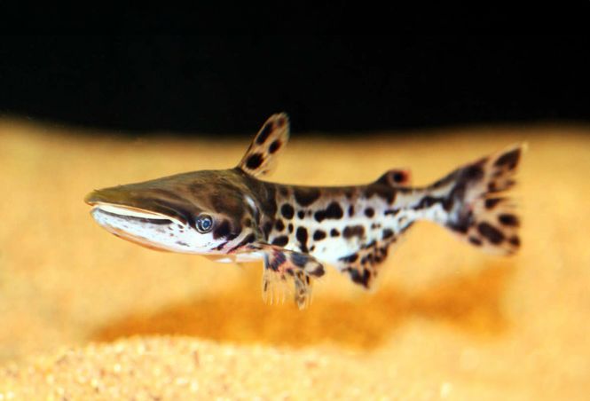 Huvudbild Ageneiosus marmoratus Marmorerad delfinmal, ...