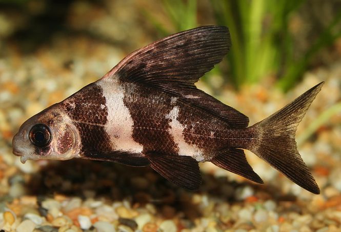 Huvudbild Myxocyprinus asiaticus Kinesisk fladdermusfisk