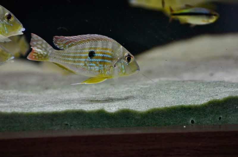 vilda Geophagus of the Tocantins River, 11-15 cm 