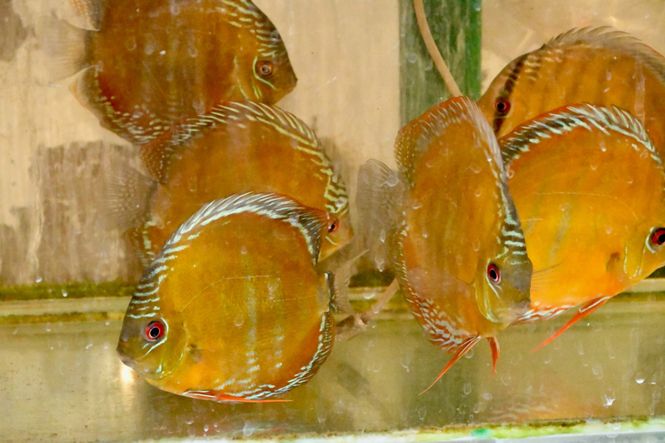Huvudbild Paraconi red discus 11-13