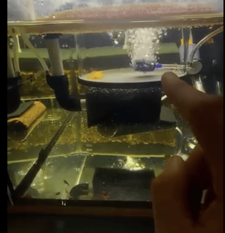 Breeding ring
