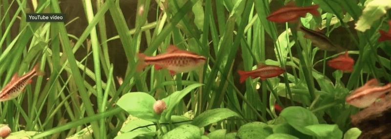 Puntius titteya Kopparbarb