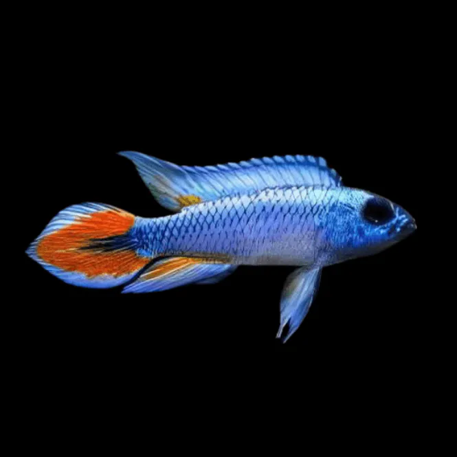 Huvudbild  Apistograma agassizii 'Blue Flame 