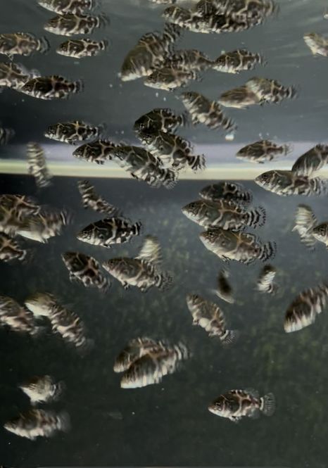 Huvudbild Astronotus ocellatus Påfågelciklid, oscar 3-4 cm 