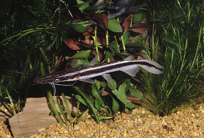 Sorubim lima Skednosmal, plattnosmal