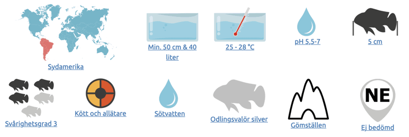 Mikrogeophagus ramirezi Svart fjärilsciklid