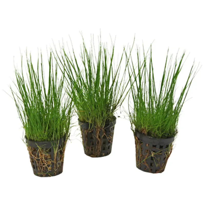 Af Eleocharis Acicularis 5 Cm Pot Yellow 