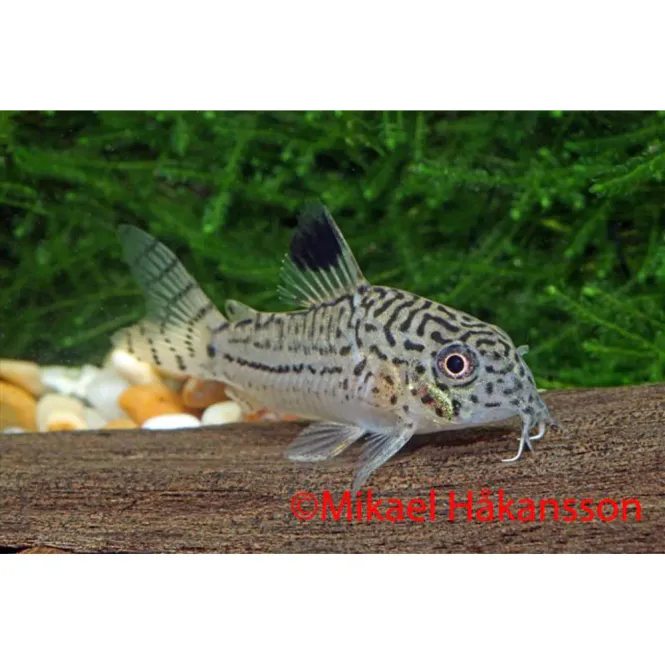 Huvudbild 	Corydoras trilineatu  Leopard Pansarmal Vf 3-4