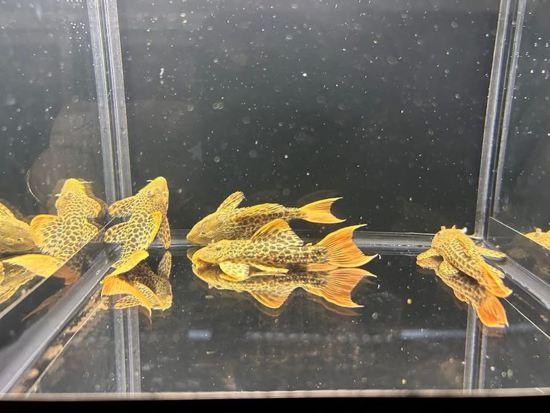 Pseudacanthicus leopardus L600 (10-15 cm) gold line