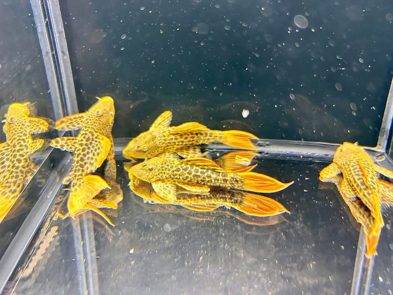 Pseudacanthicus leopardus L600 (10-15 cm) gold line