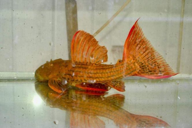 Huvudbild L25  special red Sao Félix 20-30 cm 