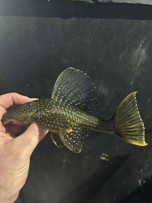 Hypostomus luteus 26 cm