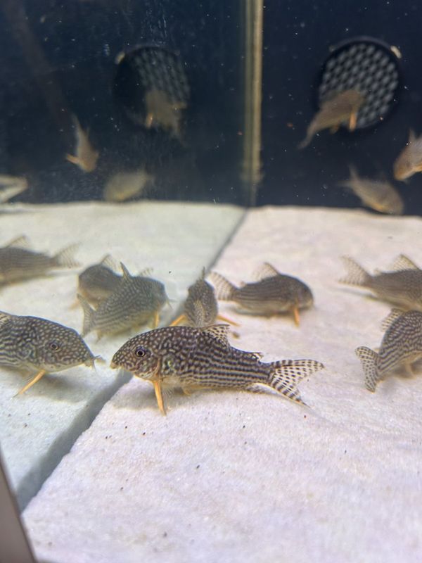 Hoplisoma sterbai Sterbai pansarmalf