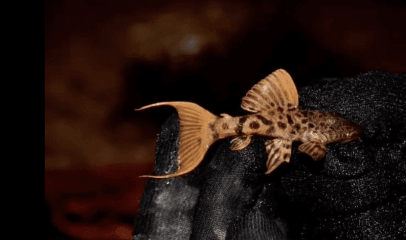 Pseudacanthicus sp. L273 (5-8 cm)