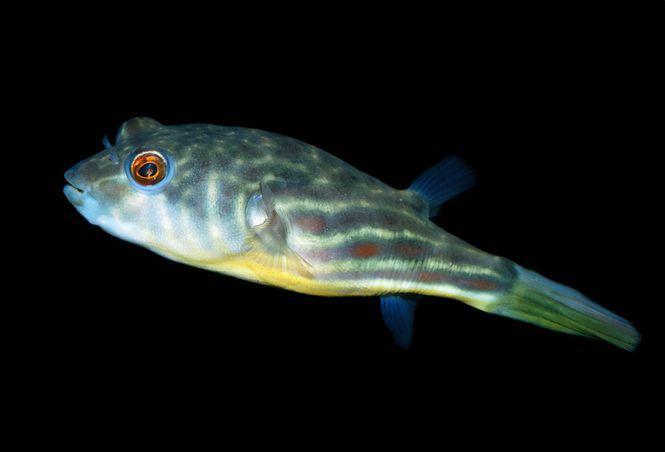 Huvudbild Tetraodon lineatus Fahaka kulfisk