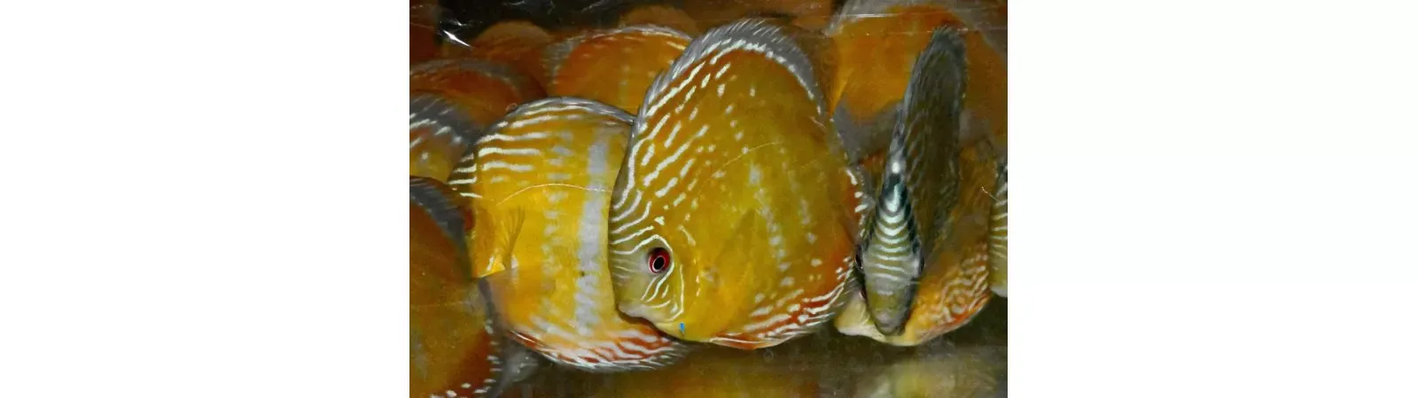 Discus fiskar