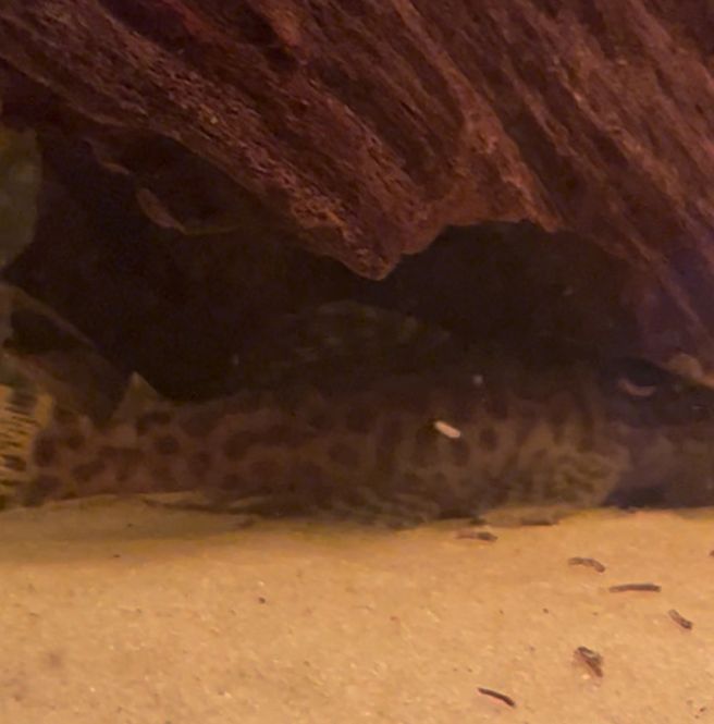 Huvudbild l174 Hypancistrus sp.