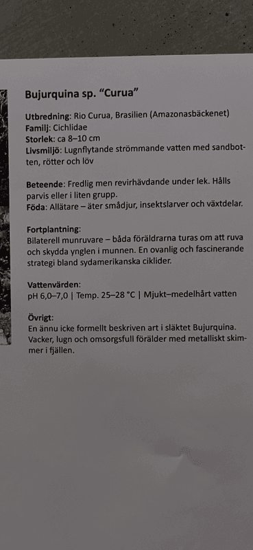 Bujurquina sp. Curua F1