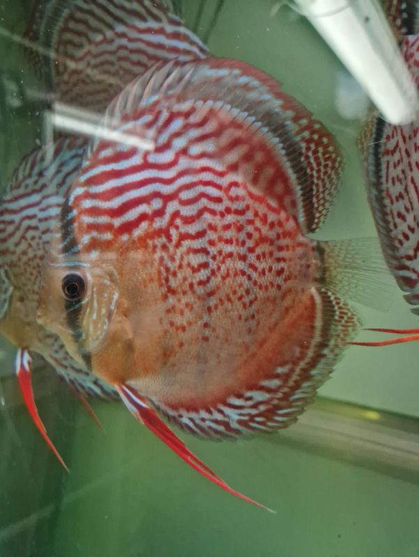 Wild Tefe Red Spotted Green x RSG Leopard F5 12-14 cm. 