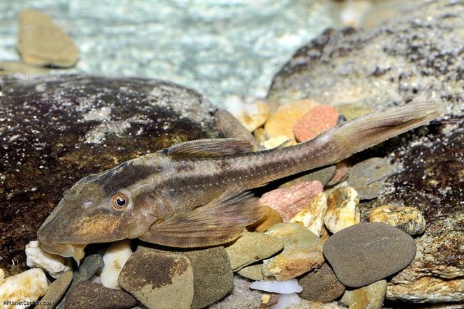 Huvudbild Hypostomus cochliodon 