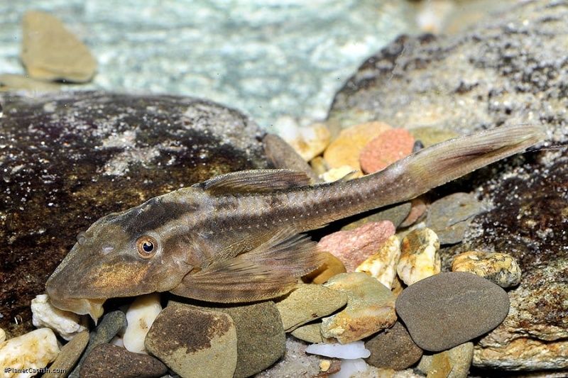 Hypostomus cochliodon 