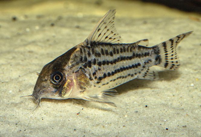 Huvudbild Hoplisoma schwartzi Schwartz´s pansarmal