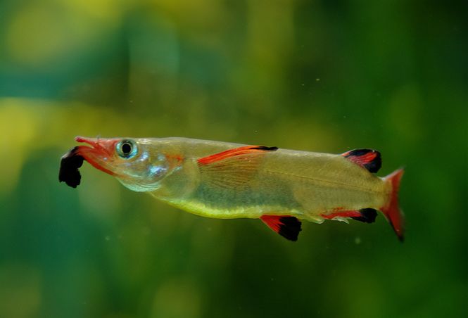 Huvudbild Nomorhamphus liemi Celebes halvnäbb